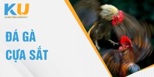 đá gà cựa sắt