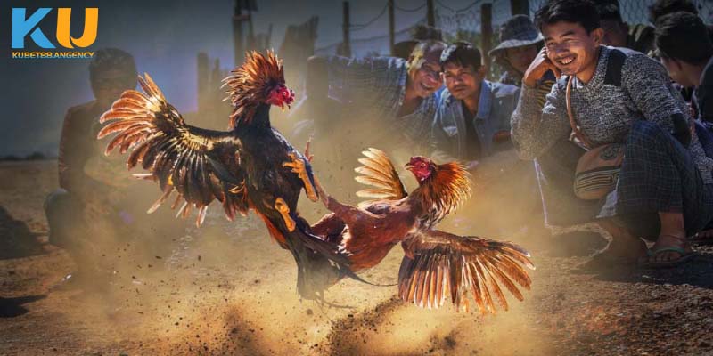 Lý do trò chơi đá gà tại KUBET 19 được ưa chuộng